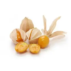 بذر فیسالیس غول هندی