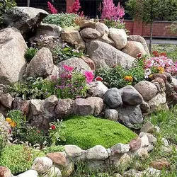 بذر گل های سنگی میکس