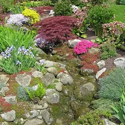 بذر گل های سنگی میکس