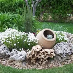 بذر گل های سنگی میکس