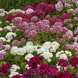 بذر میخک پلوماریس میکس