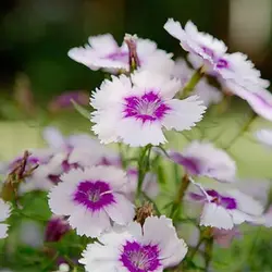 بذر میخک پلوماریس میکس