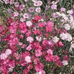 بذر میخک پلوماریس میکس