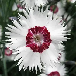 بذر میخک پلوماریس میکس