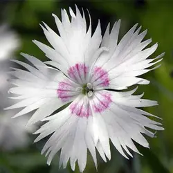 بذر میخک پلوماریس میکس