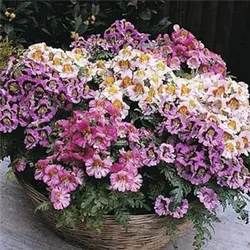 بذر گل های باغی دسته گلی میکس