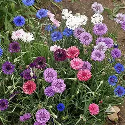 بذر گل های باغی دسته گلی میکس