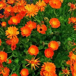 بذر گل های باغی دسته گلی میکس