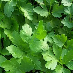 بذر جعفری ایتالیایی