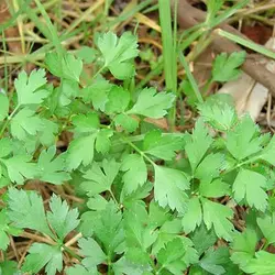 بذر جعفری ایتالیایی