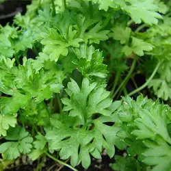 بذر جعفری ایتالیایی