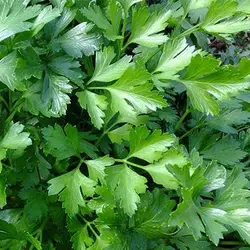 بذر جعفری ایتالیایی