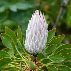 بذر شاه گیاه پروتیا