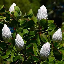 بذر شاه گیاه پروتیا