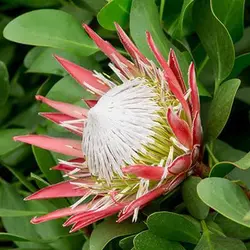 بذر شاه گیاه پروتیا