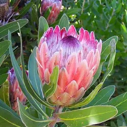 بذر شاه گیاه پروتیا