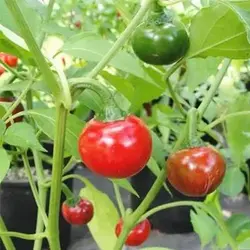 بذر فلفل کنسروی