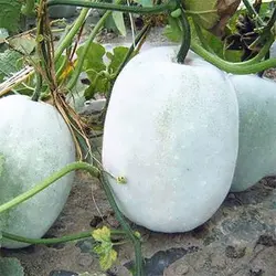 بذر کدو واکسی گرد