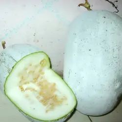 بذر کدو واکسی گرد