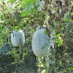بذر کدو واکسی گرد