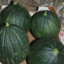 بذر ملون سیاه فرانسوی