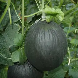 بذر ملون سیاه فرانسوی