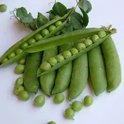 بذر نخود فرنگی سنادور