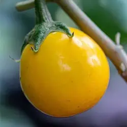 بذر بادمجان زینتی