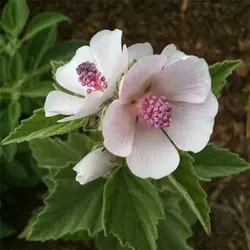 بذر گل پنیرک مارشمالو