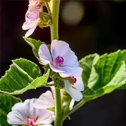 بذر گل پنیرک مارشمالو