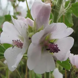 بذر گل پنیرک مارشمالو