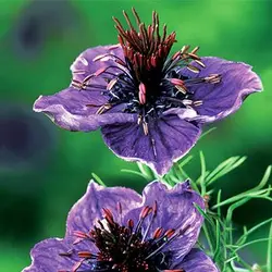 بذر گل سیاهدانه گلبرگ دوتایی