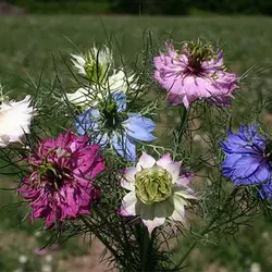 بذر گل سیاهدانه گلبرگ دوتایی