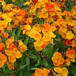 بذر گل شب بو راوانل میکس