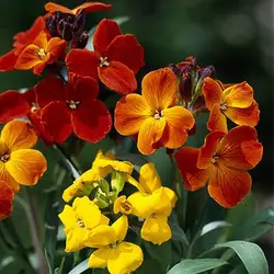 بذر گل شب بو راوانل میکس