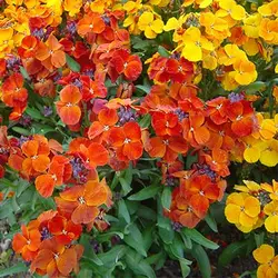 بذر گل شب بو راوانل میکس