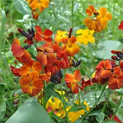 بذر گل شب بو راوانل میکس