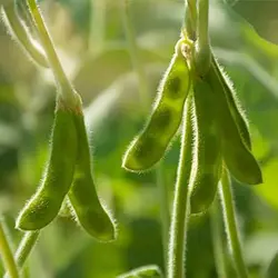 بذر سویا سیاه