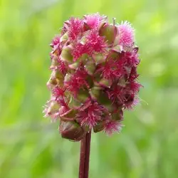 بذر سالاد برنت (توت روباهی)