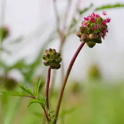 بذر سالاد برنت (توت روباهی)