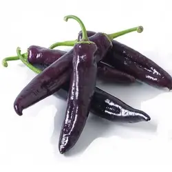 بذر فلفل کاپی بنفش