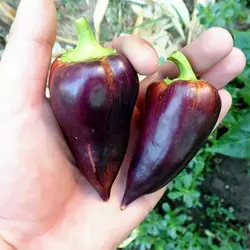 بذر فلفل کاپی بنفش
