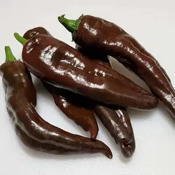 بذر فلفل کاپی شکلاتی