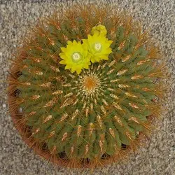 بذر کاکتوس اورویا بورچرسی