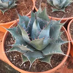 بذر کاکتوس آگاو پاراسانا