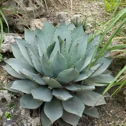 بذر کاکتوس آگاو پاراسانا