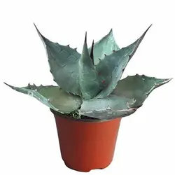 بذر کاکتوس آگاو هاواردیانا