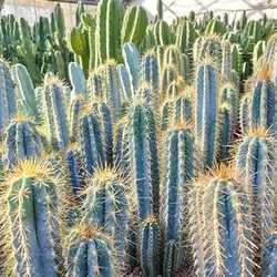بذر کاکتوس پیلوسرئوس آزورئوس آبی