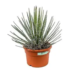 بذر ساکولنت آگاو فیلیفرا