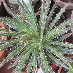 بذر ساکولنت آگاو فیلیفرا